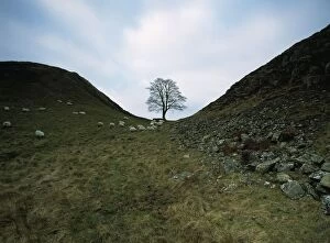 Images Dated 1st July 2008: Solitary Tree In Sycamore Gap On Hadrians Wall