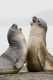 Southern Elephant Seal pups play fighting, Antarctica Southern Elephant Seal pups play fighting, Antarctica