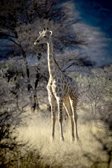 Southern giraffe standing in the long grass at dawn, Gabus Game Ranch, Otavi, Otjozondjupa, Namibia Southern giraffe standing in the long grass at dawn, Gabus Game Ranch, Otavi, Otjozondjupa, Namibia
