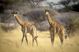 Detecting Gallery: Two southern giraffes standing in the golden long grass at the Gabus Game Ranch, Namibia