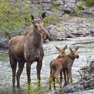 Sow Moose And Calves At Waterton National Park; Alberta, Canada Sow Moose And Calves At Waterton National Park; Alberta, Canada