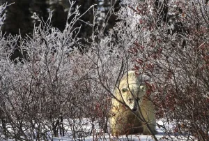 A Sow Polar Bear (Ursus Maritimus) In Wapusk National Park; Churchill, Manitoba, Canada A Sow Polar Bear (Ursus Maritimus) In Wapusk National Park; Churchill, Manitoba, Canada