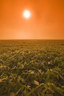 Soybean Field On A Misty Morning, Near Brunkild, Manitoba Soybean Field On A Misty Morning, Near Brunkild, Manitoba