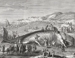 Sperm whale stranded on Dutch beach in 1598. It attracted many visitors including the artist Henrik Goltzius Sperm whale stranded on Dutch beach in 1598. It attracted many visitors including the artist Henrik Goltzius