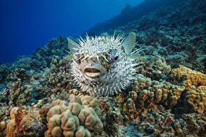 Spotted Porcupinefish, Diodon hystrix, Hawaii, USA Spotted Porcupinefish, Diodon hystrix, Hawaii, USA