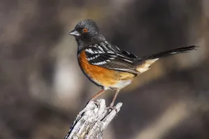 Spotted Towhee, Arizona, USA Spotted Towhee, Arizona, USA