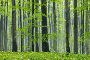 Spring beech forest with lush green foliage. Hainich National Park, Thuringia, Germany Spring beech forest with lush green foliage. Hainich National Park, Thuringia, Germany