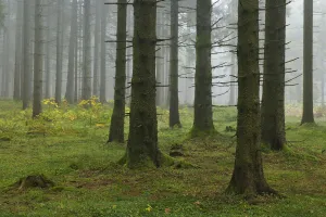 Spruce Forest, Black Forest, Baden-Wurttemberg, Germany Spruce Forest, Black Forest, Baden-Wurttemberg, Germany