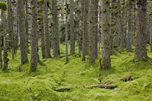 Spruce Forest & Moss Near Coast Kodiak Island Southwest Alaska Spruce Forest & Moss Near Coast Kodiak Island Southwest Alaska