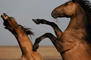 Stallions battle for mares during the foaling season Stallions battle for mares during the foaling season