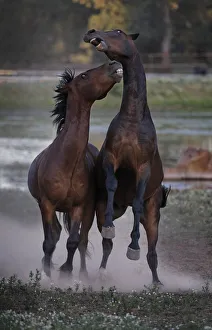 Stallions bite and battle at the Wild Horse Sanctuary Stallions bite and battle at the Wild Horse Sanctuary