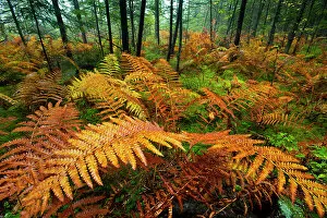 High Res Gallery: In a stand of fern, summer's green gives way to autumn's red