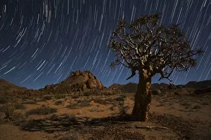 Star Trails Above A Quiver Tree (Kokerboom Or Aloe Dichotoma) In Richtersveld National Park; South Africa