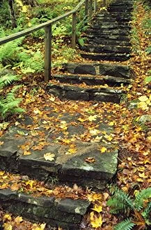 Stone Stairway In Forest, Cape Breton Highlands National Park, Nova Scotia, Canada