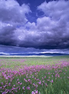 Stormy Clouds Approaching Field Of Shooting Star Wildflowers Stormy Clouds Approaching Field Of Shooting Star Wildflowers