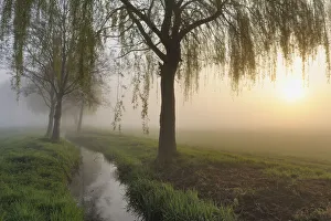 Weeping Willow Gallery: Stream, Aschaffenburg, Bavaria, Germany