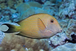 The Striated Surgeonfish (Ctenochaetus Striatus), Also Known As A Striped Bristle Tooth The Striated Surgeonfish (Ctenochaetus Striatus), Also Known As A Striped Bristle Tooth