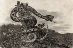 Striped Rattlesnake Crotalus Durissus From A 17Th Century Print Striped Rattlesnake Crotalus Durissus From A 17Th Century Print