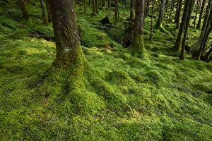 Strong mossy tree trunks and forest floor in a conifer forest at Loch Awe in Argyll and Bute in Scotland Strong mossy tree trunks and forest floor in a conifer forest at Loch Awe in Argyll and Bute in Scotland