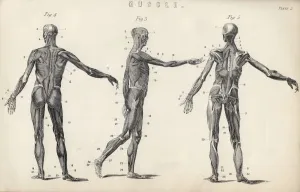 Structure Of Muscles In Male Human Body From The National Encyclopaedia Published By William Mackenzie London Late 19Th Structure Of Muscles In Male Human Body From The National Encyclopaedia Published By William Mackenzie London Late 19Th