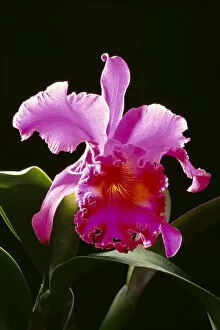 Images Dated 26th January 1999: Studio Shot Of Single Purple Cattleya Orchid On Plant, Black Background