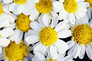 Images Dated 17th May 2007: Summer Daisies (Anthemis Punctata), Cluster Of White Blossoms, View From Above