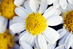 Summer Daisy (Anthemis Punctata), Close-Up Of White And Yellow Blossom Summer Daisy (Anthemis Punctata), Close-Up Of White And Yellow Blossom