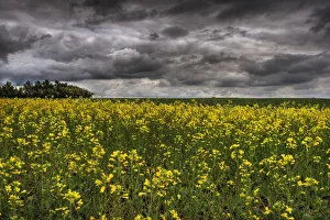Summer Storm Clouds Over A Canola Field East Of Fort Saskatchewan, Alberta Summer Storm Clouds Over A Canola Field East Of Fort Saskatchewan, Alberta