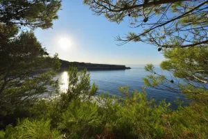 Sun and Coast through Pine Trees in Summer, La Couronne, Martigues, Cote Bleue, Mediterranean Sea, Bouches-du-Rhone Sun and Coast through Pine Trees in Summer, La Couronne, Martigues, Cote Bleue, Mediterranean Sea, Bouches-du-Rhone