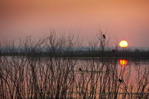 Sun Glowing In A Pink Sky At Sunset And Reflections On A Tranquil Lake With Silhouettes Of Small Birds In A Tree Sun Glowing In A Pink Sky At Sunset And Reflections On A Tranquil Lake With Silhouettes Of Small Birds In A Tree