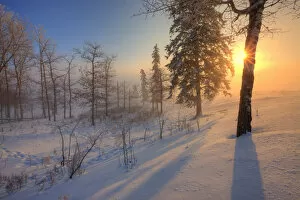 Images Dated 27th December 2009: Sun Rising Behind Trees On Snowy Cattle Pasture In Winter, Central Alberta