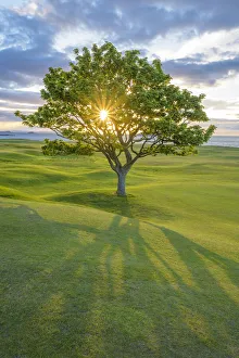 East Lothian Gallery: Sun shining through a maple tree on a golf course on the coast at sunset at North Berwick in Scotland