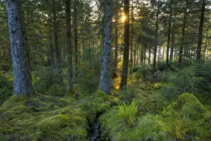 Sun shining through mossy conifer forest at sunset at Loch Awe in Argyll and Bute, Scotland Sun shining through mossy conifer forest at sunset at Loch Awe in Argyll and Bute, Scotland