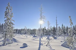 Sun through Snow Covered Trees, Kuusamo, Northern Ostrobothnia, Finland Sun through Snow Covered Trees, Kuusamo, Northern Ostrobothnia, Finland