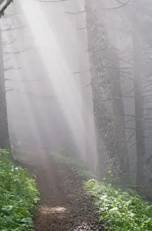Sunbeams Through The Foggy Forest Onto A Hiking Trail On Saddle Mountain; Elsie, Oregon, United States Of America Sunbeams Through The Foggy Forest Onto A Hiking Trail On Saddle Mountain; Elsie, Oregon, United States Of America