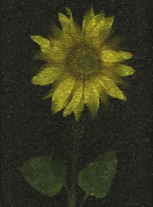 Images Dated 20th September 2006: Sunflower