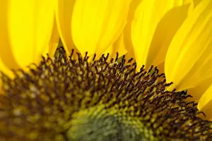 Images Dated 28th April 2007: Sunflower, Extreme close-up of center and yellow petals