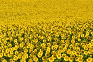 Sunflower Field, Arnstein, Main-Spessart, Franconia, Bavaria, Germany Sunflower Field, Arnstein, Main-Spessart, Franconia, Bavaria, Germany