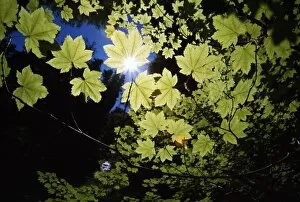Sunlight Through Maple Leaves