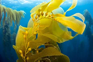 Sunlight streaming through kelp forest, California, USA Sunlight streaming through kelp forest, California, USA