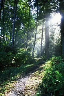 Sunlight Through Trees, Ecola State Park, Oregon, Usa