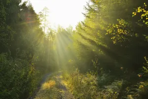 Sunny Forest Path in late Summer, Vielbrunn, Michelstadt, Hesse, Odenwald, Germany Sunny Forest Path in late Summer, Vielbrunn, Michelstadt, Hesse, Odenwald, Germany