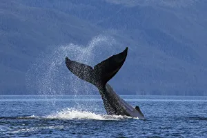 On A Sunny Morning A Humpback Whale Lays On Its Back Ane Repeatedly Pounds Its Flukes On A Sunny Morning A Humpback Whale Lays On Its Back Ane Repeatedly Pounds Its Flukes