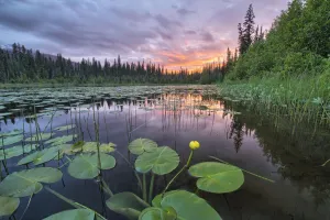 Sunset Over An Unnamed Lake With Water Lilies Along The Yellowhead Highway; British Columbia, Canada Sunset Over An Unnamed Lake With Water Lilies Along The Yellowhead Highway; British Columbia, Canada