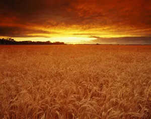 Images Dated 8th August 2002: Sunset Over Wheat Field