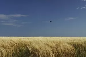 Ballycotton Gallery: A Swallow Flying Low Over A Barley Field In East Cork In Munster Region; Ballycotton