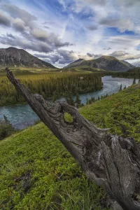 The Takhini River Flows Throigh A Valley Near Kusawa Lake, With An Old Tree Stump On The Hillside At Sunset; Yukon The Takhini River Flows Throigh A Valley Near Kusawa Lake, With An Old Tree Stump On The Hillside At Sunset; Yukon