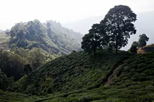 Cash Crop Gallery: Tea plants cover the mountainside in the Ilam district of Nepal