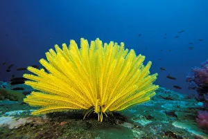 Thailand, Bright Yellow Crinoid (Comanthus Bennetti), Blue Ocean Background Thailand, Bright Yellow Crinoid (Comanthus Bennetti), Blue Ocean Background