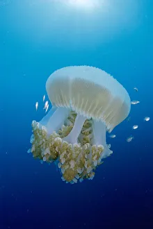 Thailand, Huge Jellyfish Near Crambione Mastigophora Surface With Juvenile Jackfish Caranx Sp? Around Sunburst Thailand, Huge Jellyfish Near Crambione Mastigophora Surface With Juvenile Jackfish Caranx Sp? Around Sunburst